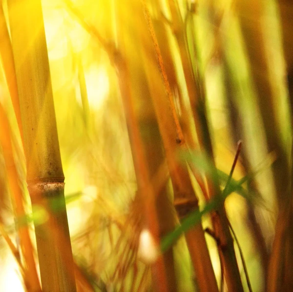 Bamboo-Bright
