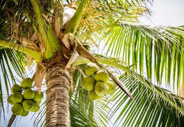 coconut coir