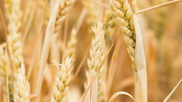 rice husk